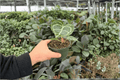 Anthurium Crystal x Golden Live Plants (2) in 4-Inch Pots – Exact Plants
