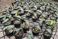 Alocasia Venom Live Plant - 4 Inch Pot Rare Elephant Ear Tropical Houseplant