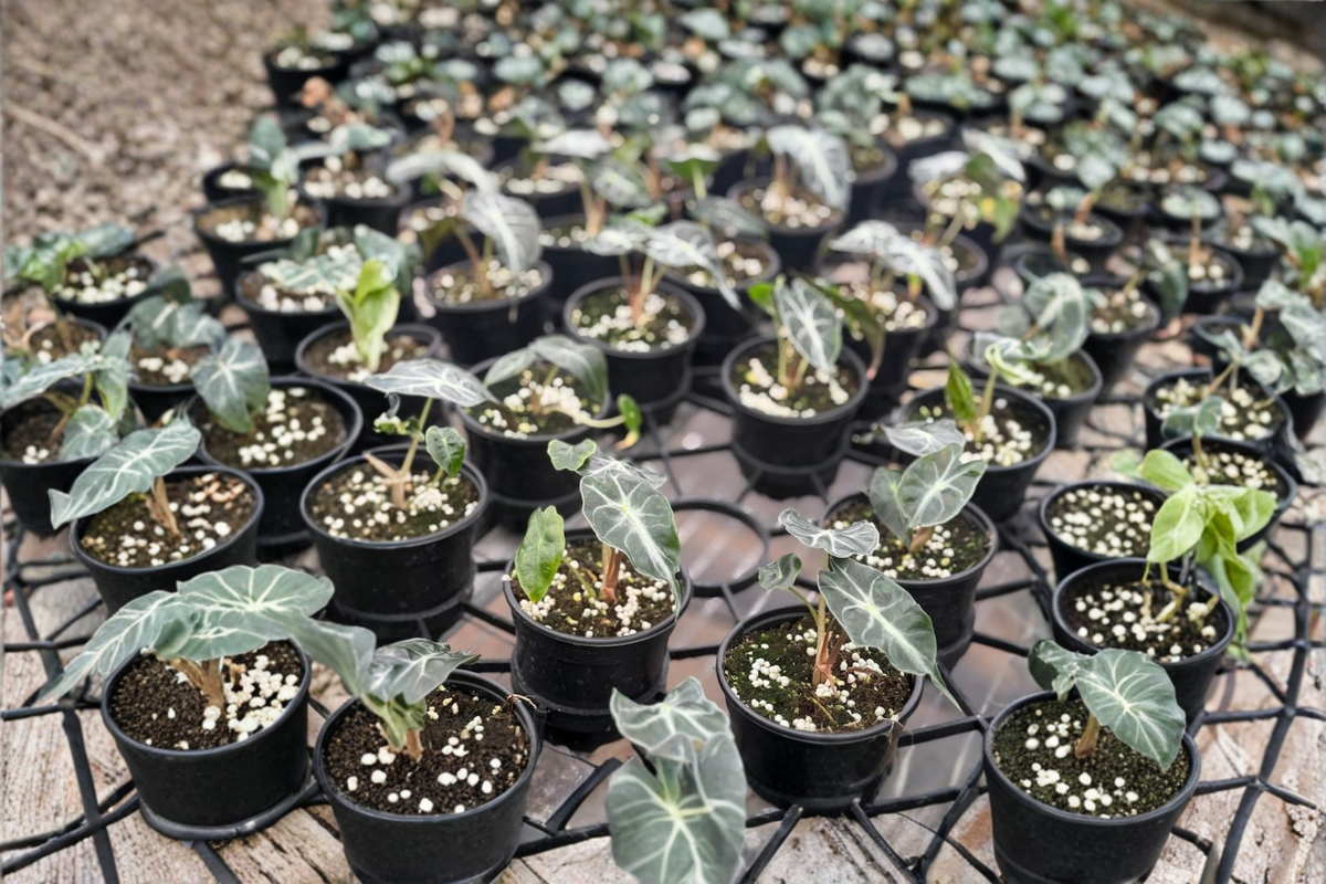 Alocasia Venom Live Plant - 4 Inch Pot Rare Elephant Ear Tropical Houseplant