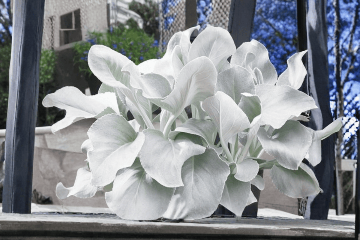 Angel Wings Senecio (Senecio candicans ‘Angel Wings’) – 4-Inch Live Plant