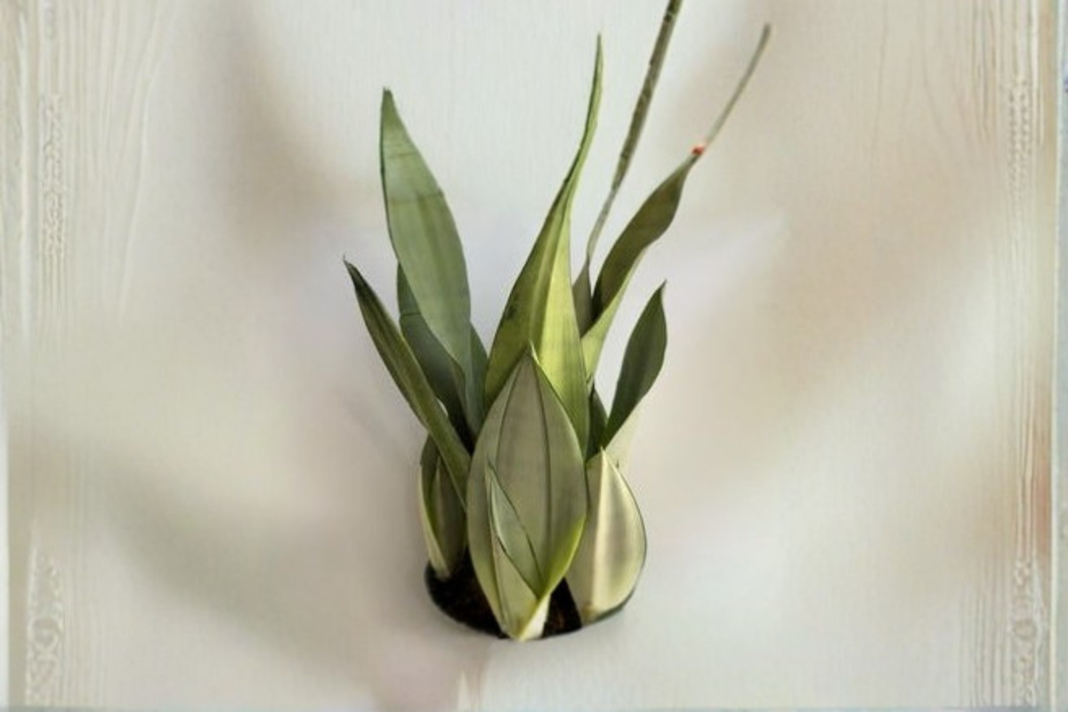 Moonshine Snake Plant (Sansevieria) 4-Inch Rooted | Dracaena trifasciata 'Moonshine' Live Indoor Plant