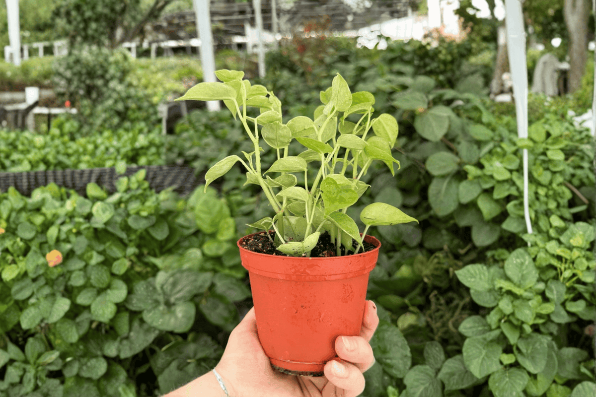 Variegated Peperomia Cupid Live Plant (2 Bare Root) Peperomia scandens 'Variegata' - Originally 4" Pot