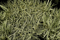 Feather Falls Variegated Japanese Sedge (Carex ‘Feather Falls’) – 1 Live Plant in 1-Gallon Pot