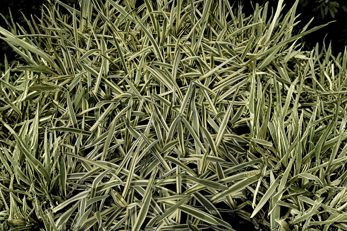Feather Falls Variegated Japanese Sedge (Carex ‘Feather Falls’) – 1 Live Plant in 1-Gallon Pot