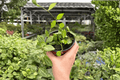 Dischidia Melon Live Plants – 2 Bare-Root, 4-Inch Pot Size (Exact Plants Shown)