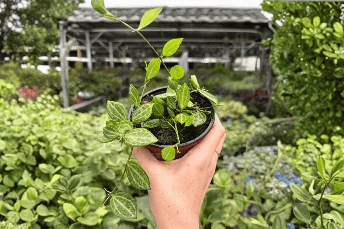 Dischidia Melon Live Plants – 2 Bare-Root, 4-Inch Pot Size (Exact Plants Shown)