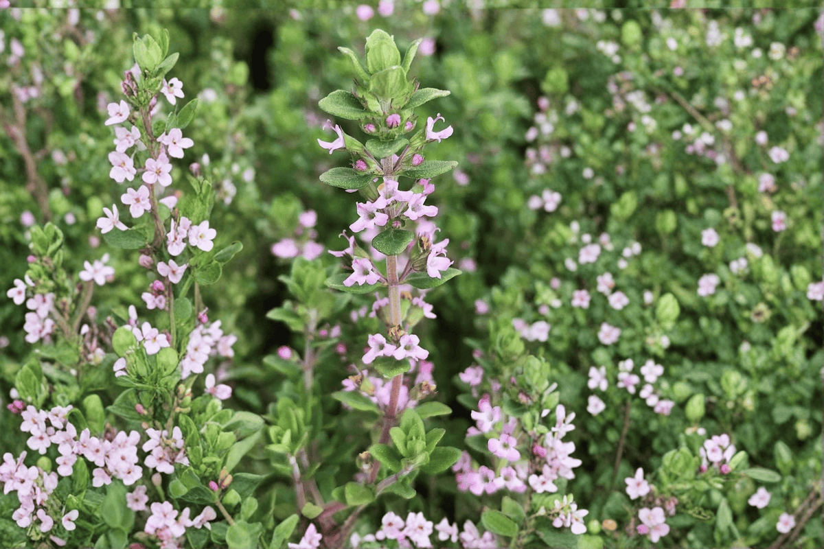 Dot Wells French Culinary Thyme - 1 Live Plant in 4-Inch Pot (Thymus vulgaris ‘Dot Wells’)