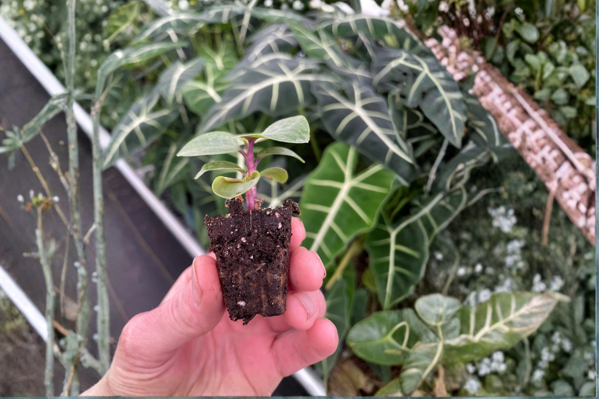 Geogenanthus poeppigii Live Starter Plants (2) Bare Root with Soil Pod