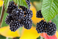Apache Thornless Blackberry - Live Rubus fruticosus Plant, 3-6 ft