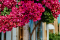 Bright Fuchsia Bougainvillea Live Plant – 7–12 Inches in 4-Inch Pot