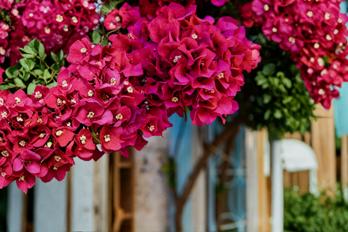 Bright Fuchsia Bougainvillea Live Plant – 7–12 Inches in 4-Inch Pot