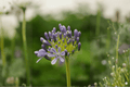 Peter Pan Lily-of-the-Nile Agapanthus (Agapanthus ‘Peter Pan’) - 4-Inch Live Plant