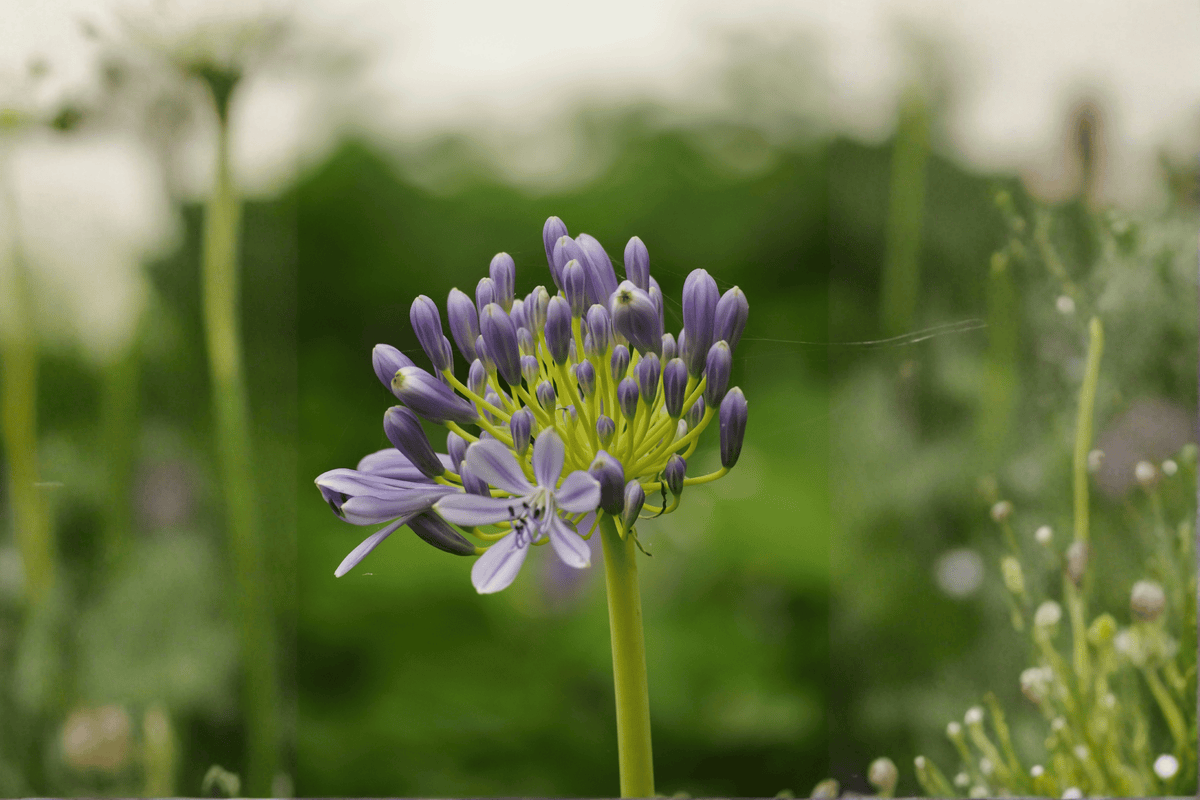 Peter Pan Lily-of-the-Nile Agapanthus (Agapanthus ‘Peter Pan’) - 4-Inch Live Plant