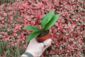 Hoya pottsii - 2 Live Starter Plants in 2-Inch Pots