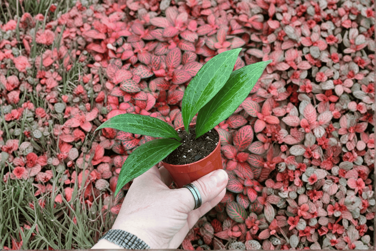 Hoya pottsii - 2 Live Starter Plants in 2-Inch Pots