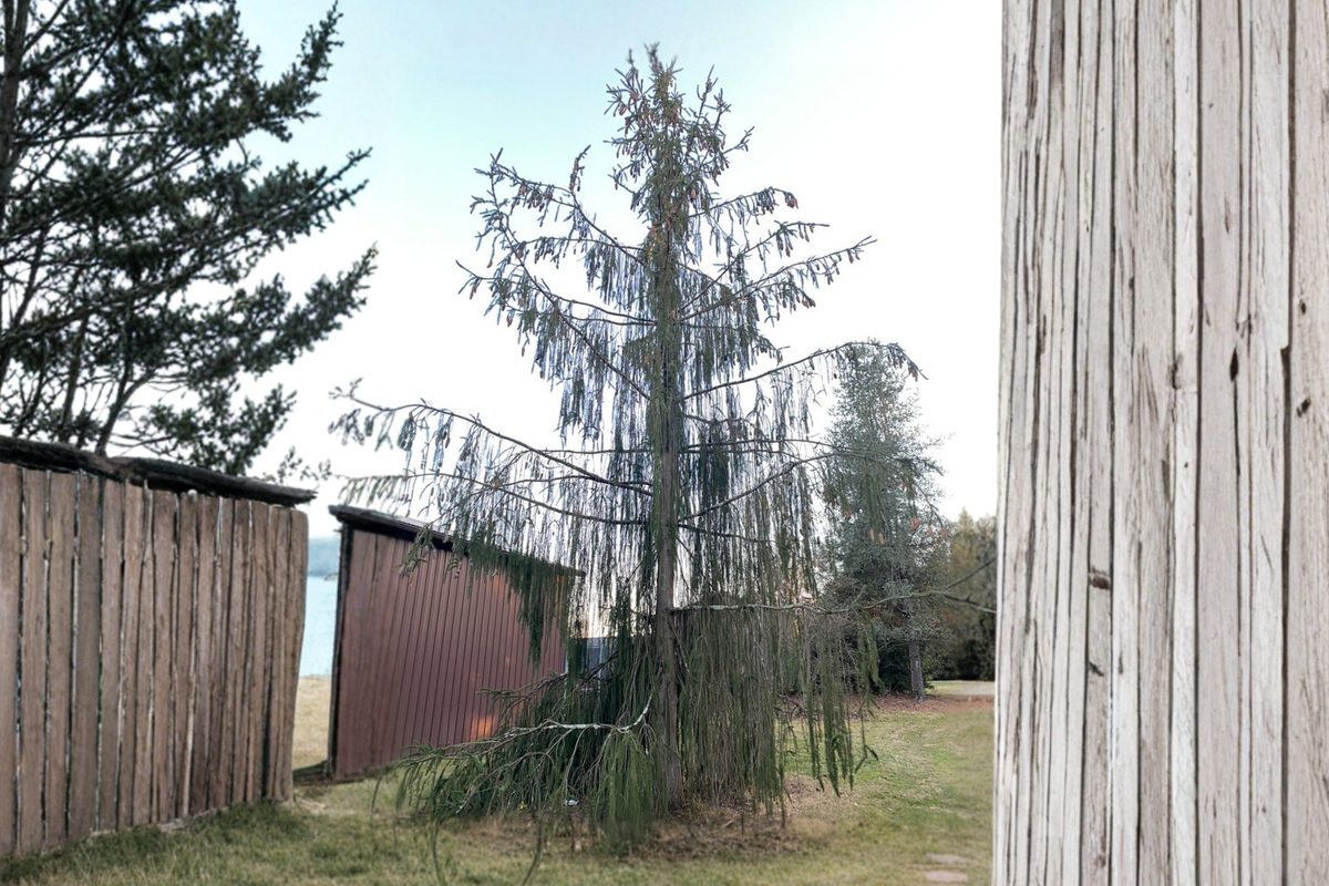 Norway Spruce Virgata - Picea abies Live Plant, 18" Tall in 1-Gallon Pot