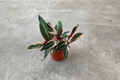 Stromanthe Triostar Live Starter Plant - 2-Inch Rooted Pot