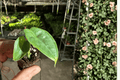 Alocasia puncak borneensis Starter Plants – 2 Live Bare-Root Aroid