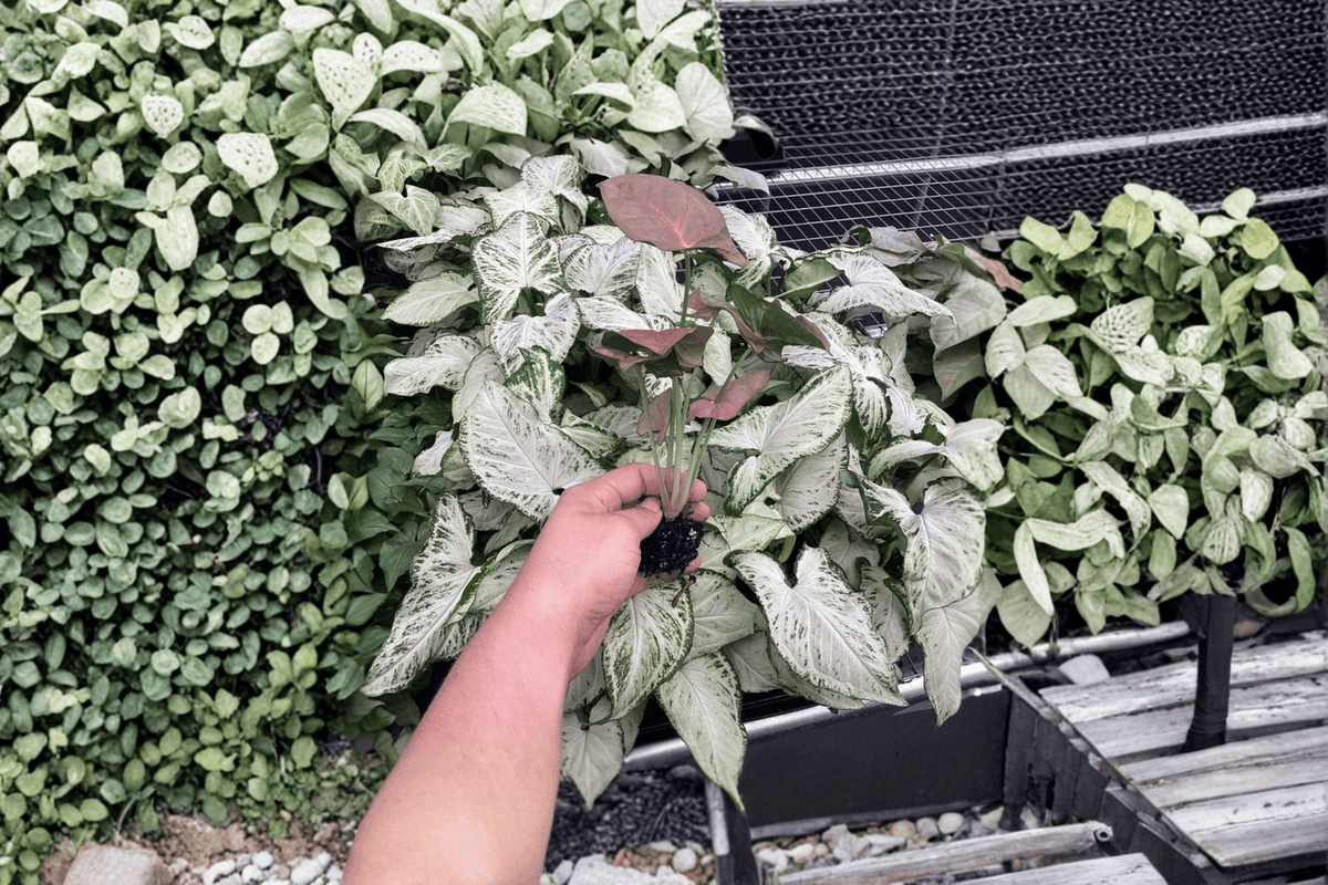 Syngonium Singo Lava Starter Plants (2 Bare Root) – Syngonium podophyllum