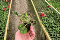 Begonia Unique – 2 Live Starter Plants in Soil Pods (Ornamental Begonia)