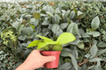 Hoya fungii - 2 Bare Root 4-Inch Live Plants (Exact Plants Pictured)