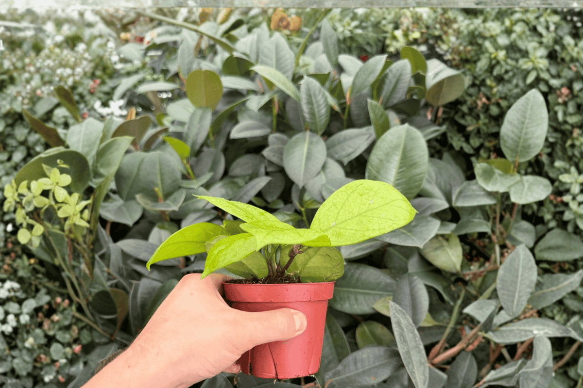 Hoya fungii - 2 Bare Root 4-Inch Live Plants (Exact Plants Pictured)