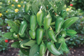 Jalapeño Hybrid Pepper Live Plant | Capsicum annuum Rooted Starter Plant
