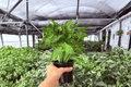 Syngonium Red Yami - 2 Exact Live Plants in 4" Pots