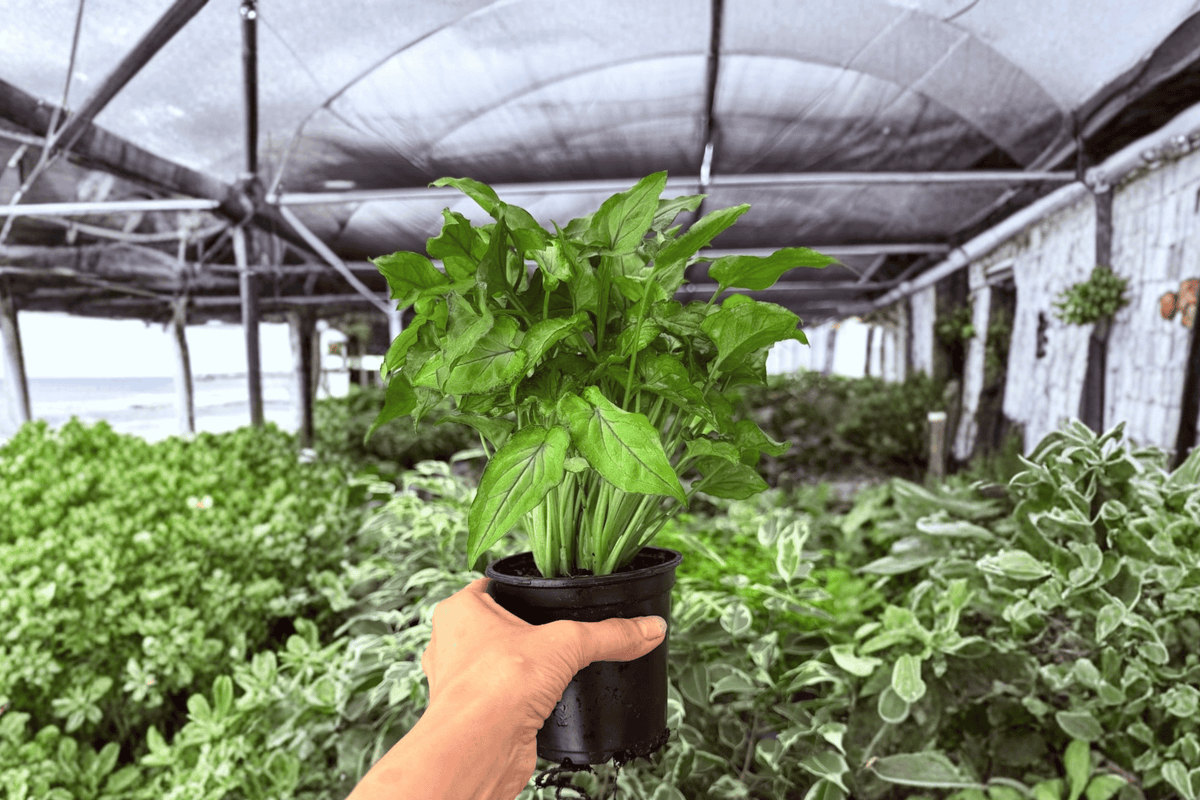 Syngonium Red Yami - 2 Exact Live Plants in 4" Pots