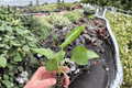 Pink Chiffon Hibiscus Starter Plants – 2 Live Hibiscus rosa-sinensis (Bare Root, 2-Inch Pots)