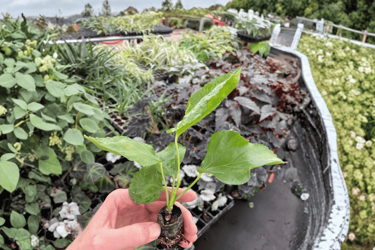 Pink Chiffon Hibiscus Starter Plants – 2 Live Hibiscus rosa-sinensis (Bare Root, 2-Inch Pots)