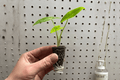 Alocasia Lutea 2 Starter Live Plants | Rhizomatous Tropical Foliage