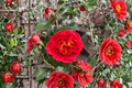 Japanese Camellia Kramer’s Beauty – 3 Gallon Live Plant, Evergreen Shrub with Red Flowers