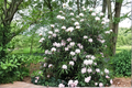 Great Laurel (Rhododendron maximum) Bare Root Live Plant