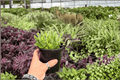Variegated Bear Paw Cotyledon tomentosa ‘Variegata’ - 2 Live 4-Inch Pots