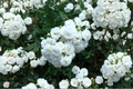 White Drift Groundcover Rose Live Plant – 1 Quart Pot (Rosa 'White Drift')