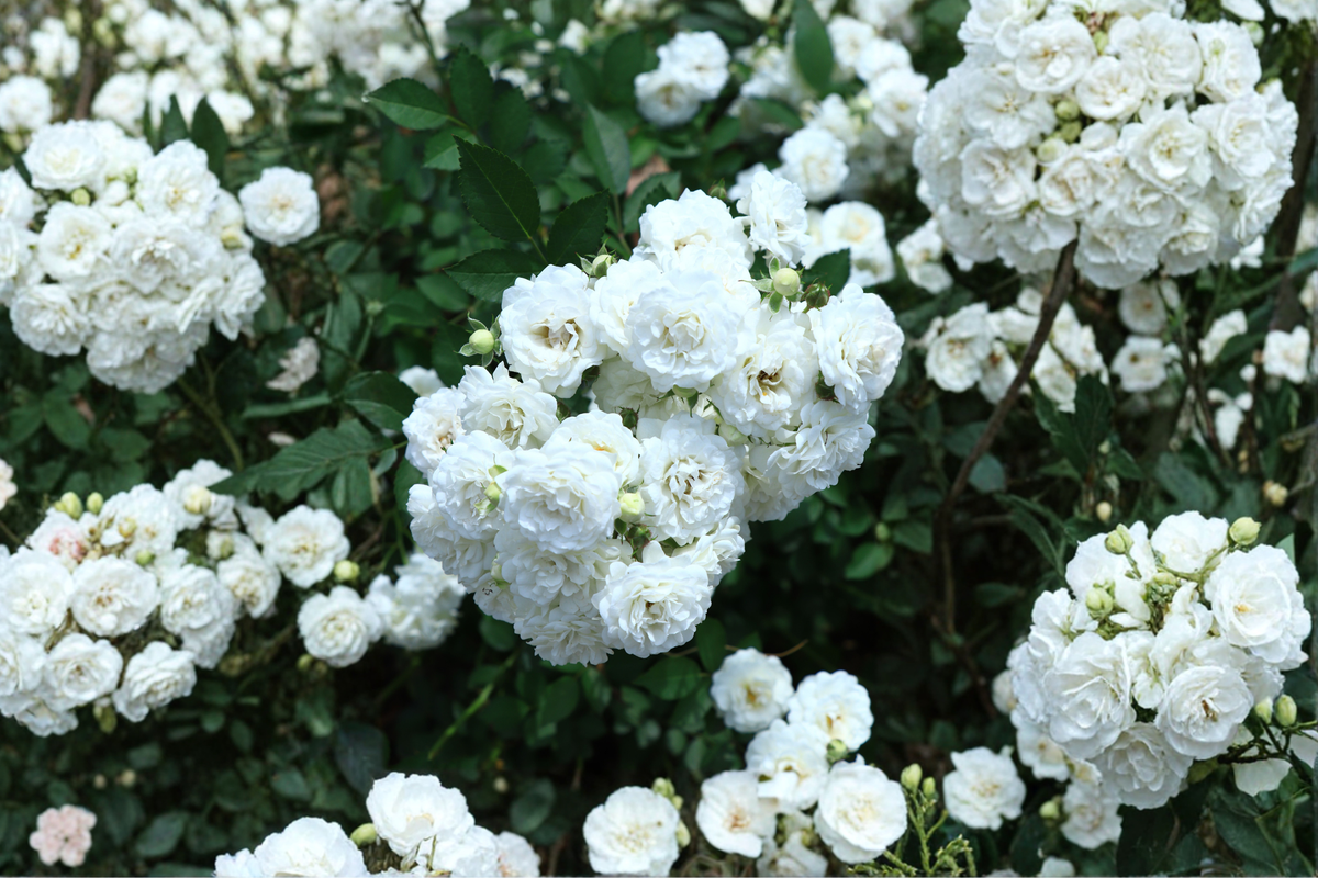 White Drift Groundcover Rose Live Plant – 1 Quart Pot (Rosa 'White Drift')