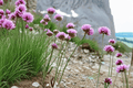 Thrift Sea Pink (Armeria alliacea) 4-Inch Live Plant