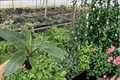 Philodendron Congo Green (Green Congo) - 2 Live Plants in 4-Inch Pots