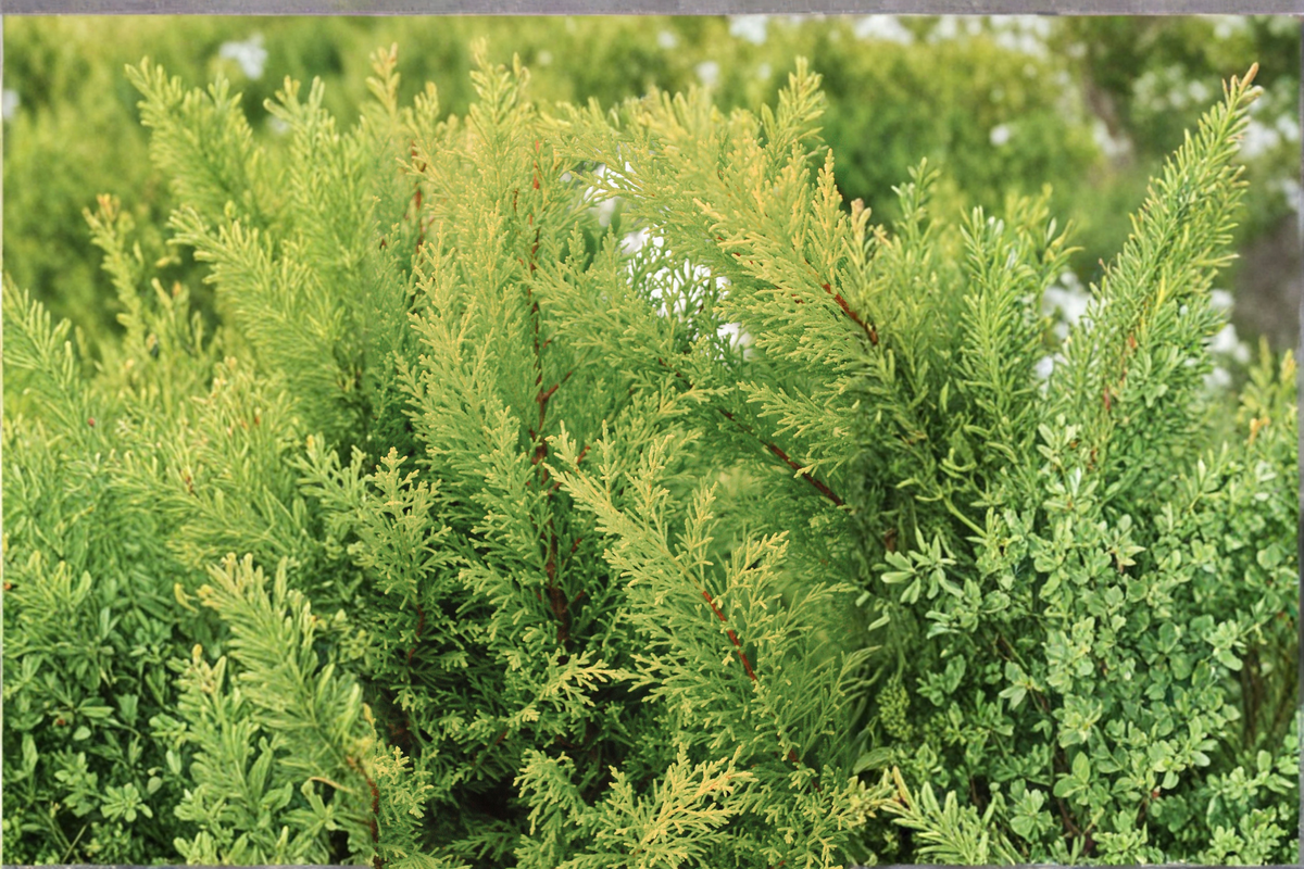Crippsii Golden Hinoki Cypress Live Plant – 2.5 Qt | Chamaecyparis obtusa 'Crippsii' (Unrooted, in Fabric Grow Bag)