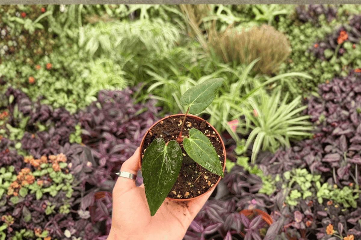 Anthurium FS x Blue Papi Live Plants — 2 Plants in 4” Pot (Fort Sherman Hybrid)