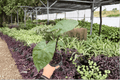 Alocasia Dark Star – 2 Live Plants in 4-Inch Pots (Exact Plants)