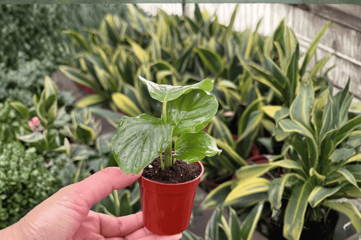 Calathea Orbifolia Starter Plants (Goeppertia orbifolia) – 2-Pack in 2" Pots
