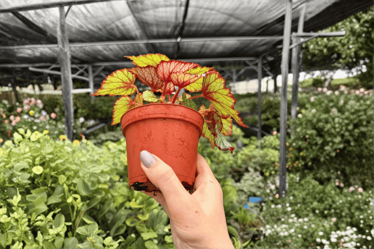 Begonia Harmony’s Crimson Oak - 2 Live 4-Inch Potted Plants