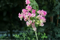 Imperial Thai Delight Bougainvillea Starter Plants - 2 Live 4–6" Tall, No Pot