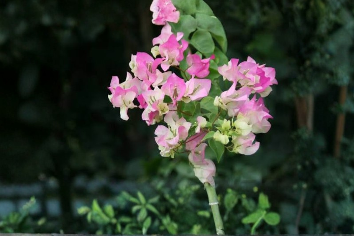 Imperial Thai Delight Bougainvillea Starter Plants - 2 Live 4–6" Tall, No Pot