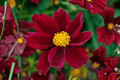 Coreopsis Mercury Rising Tickseed - 1 Live Plant in 4-Inch Pot (Big Bang Series)