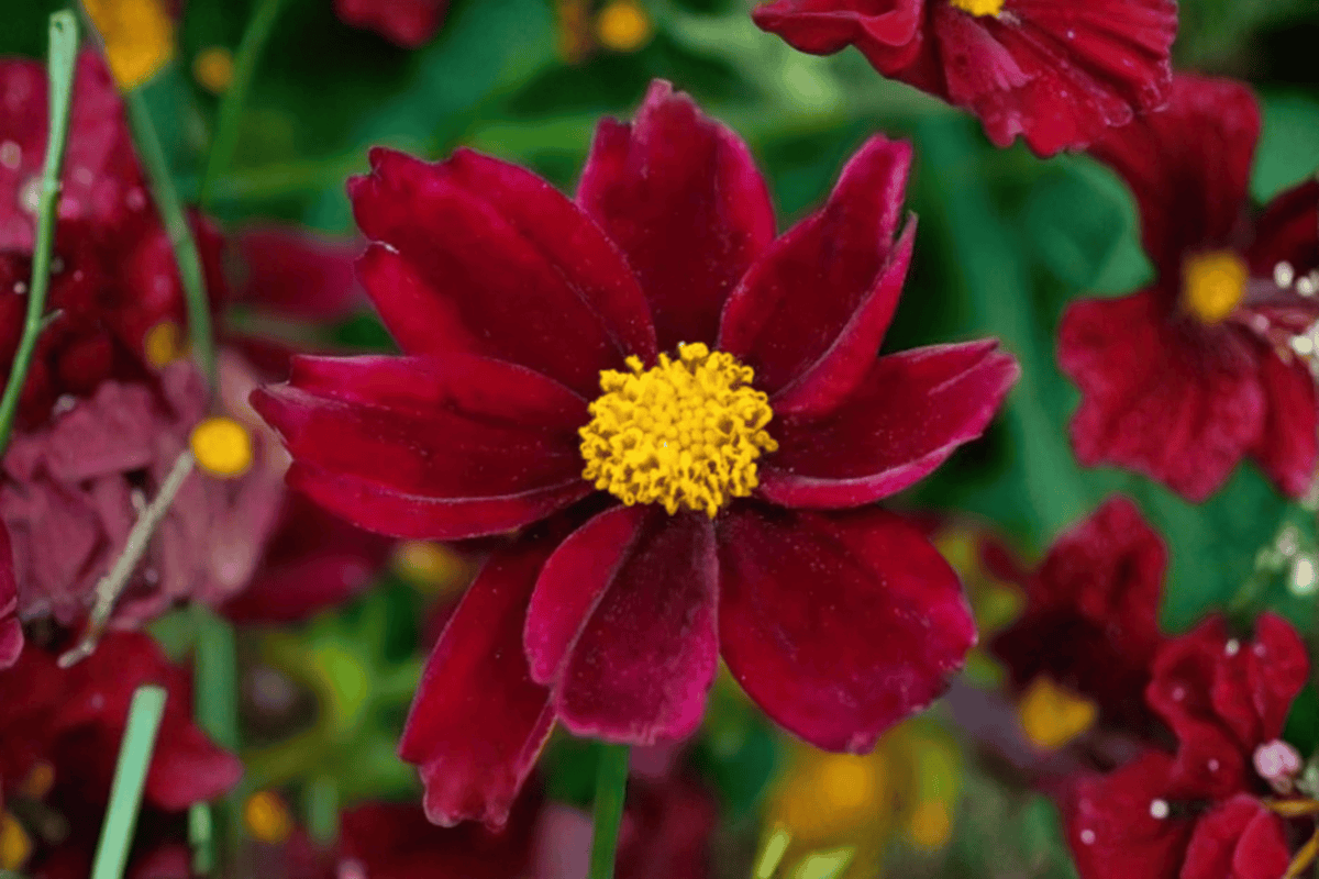 Coreopsis Mercury Rising Tickseed - 1 Live Plant in 4-Inch Pot (Big Bang Series)