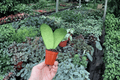 Hoya callistophylla - 2 Live Starter Plants in Bare Root, 2-Inch Pots