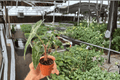 Alocasia Dwarf Amazonica - 2 Live Starter Plants in 2-Inch Pots (Alocasia × amazonica)